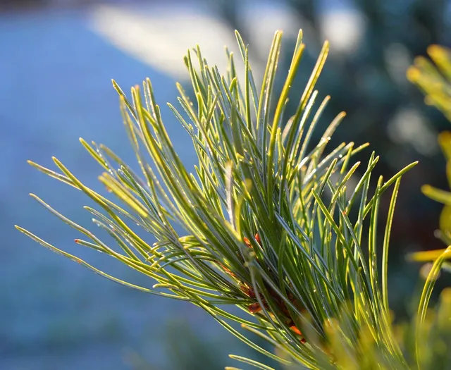 Lofty Pine Estates