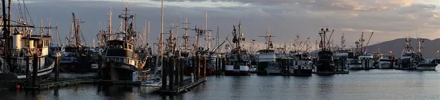 Dunedin Shores